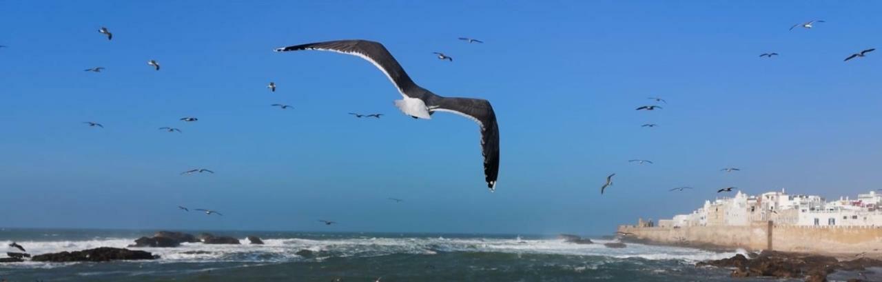 L'oiseau Bleu